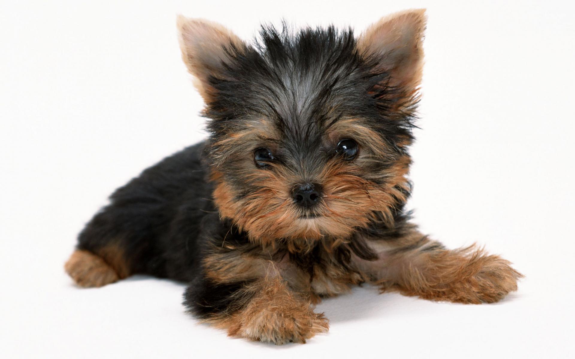 Rasseportrait - Yorkshire Terrier
