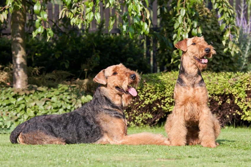 Rasseportrait – Airedale Terrier