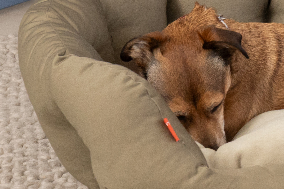 Doctor Bark nid orthopédique rond pour chien brun doré – petit chien croisé endormi en boule sur le coussin réversible en polaire