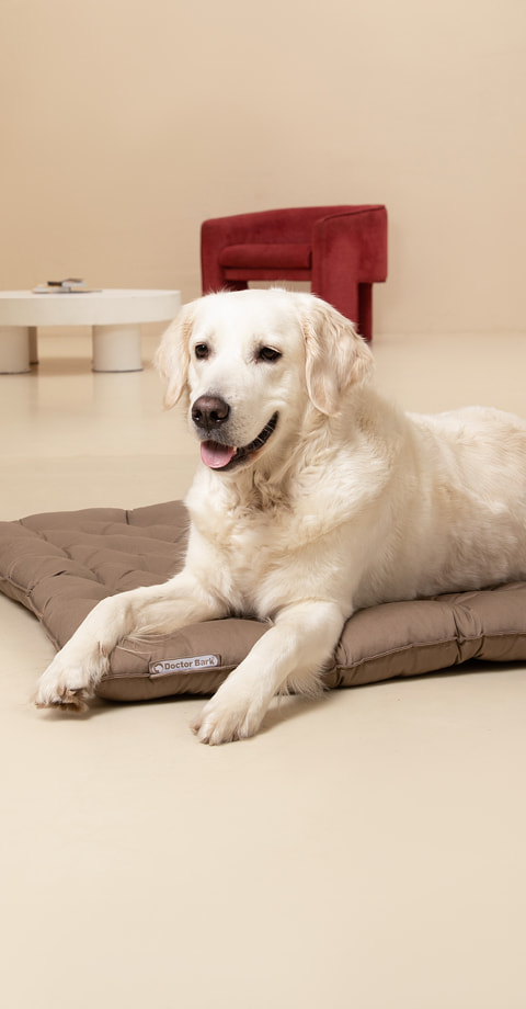 Hund auf orthopädischem Doctor Bark Country-Kissen Red Label mit weicher, stützender Liegefläche