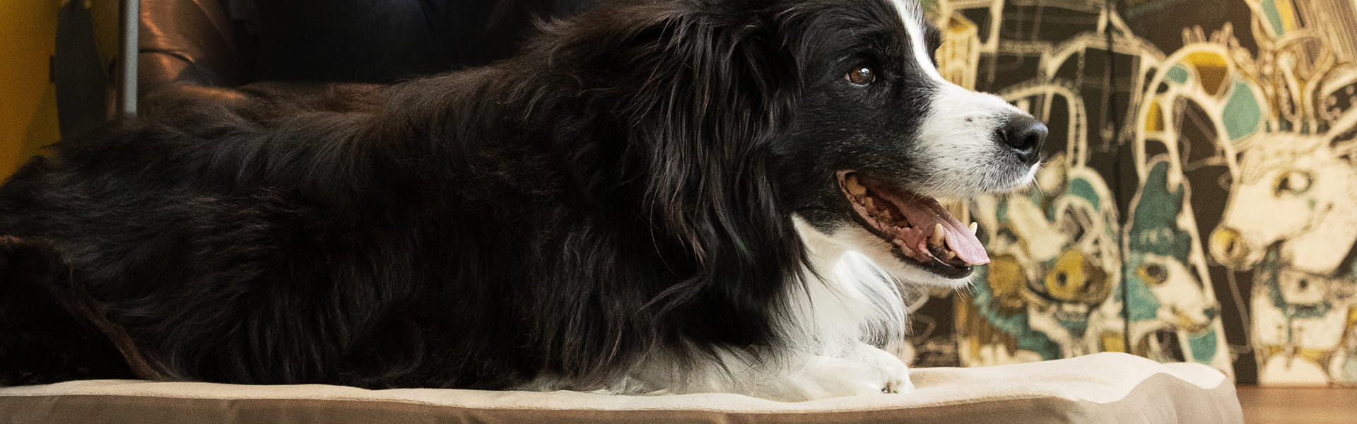 Hund auf orthopädischer Doctor Bark Hundematratze Red Label mit weicher Fleece-Liegefläche
