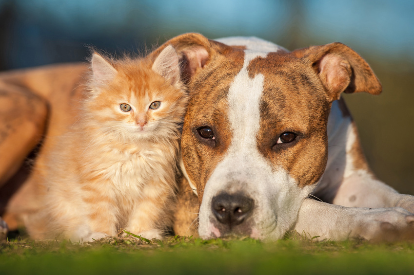 Rasseportrait - American Staffordshire