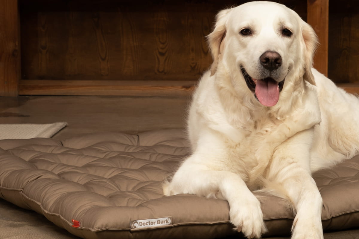 Chien sur un coussin Country orthopédique Doctor Bark Red Label avec surface de couchage plate et de soutien