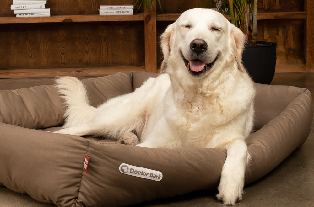 Golden Retriever en la cama ortopédica para perros Doctor Bark Red Label con colchón extraíble de soporte