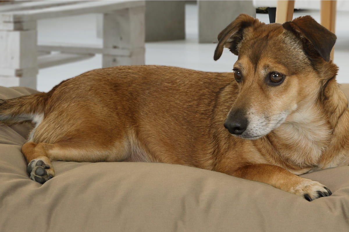 Hund auf weichem & komfortablem Doctor Bark Country-Kissen Green Label mit kuscheliger Liegefläche