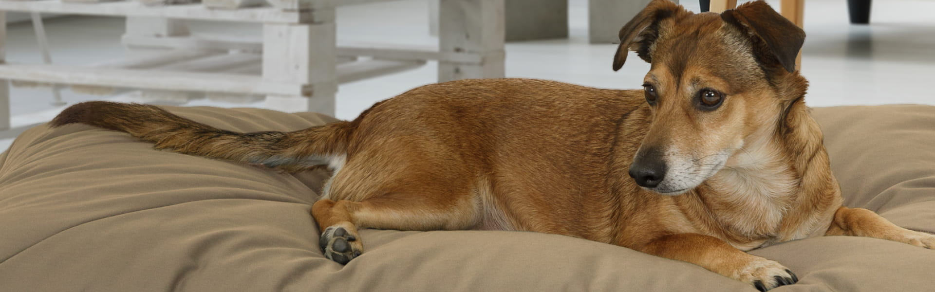 Hund auf weichem & komfortablem Doctor Bark Country-Kissen Green Label mit kuscheliger Liegefläche