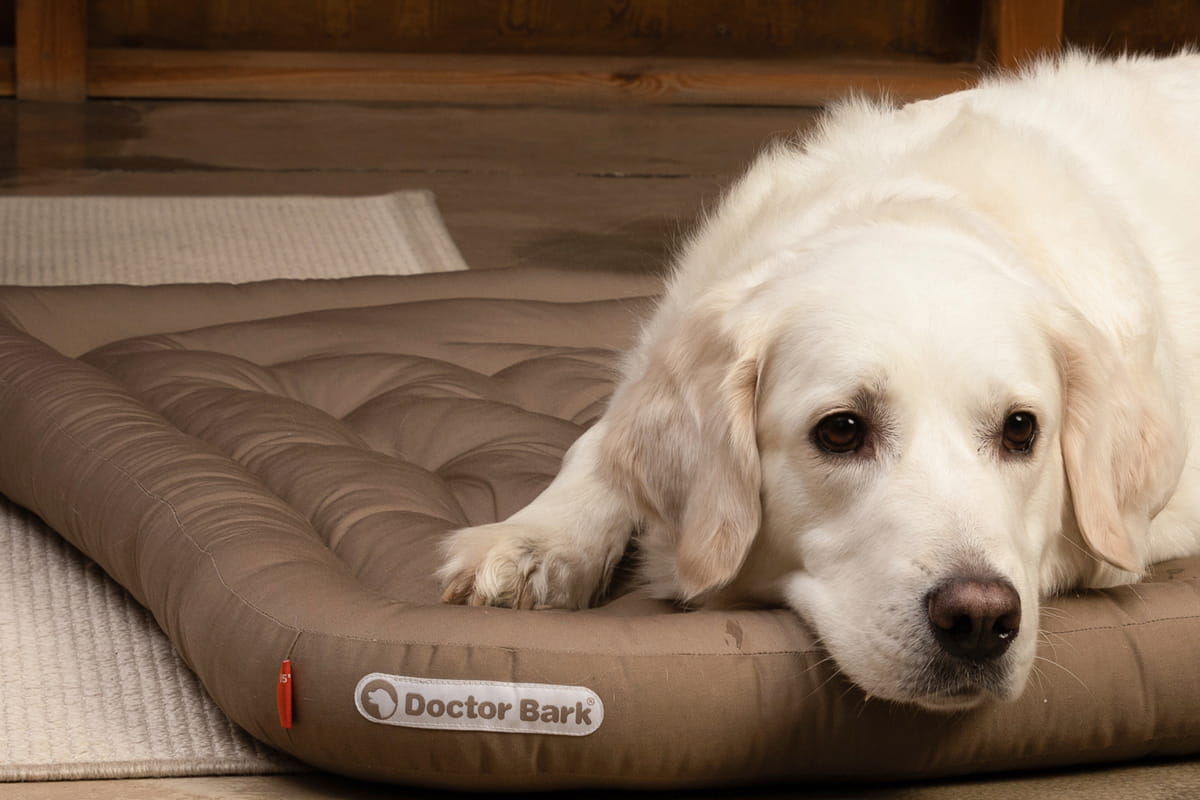 Dog on a Doctor Bark Red Label orthopaedic Lounge cushion with supportive padding