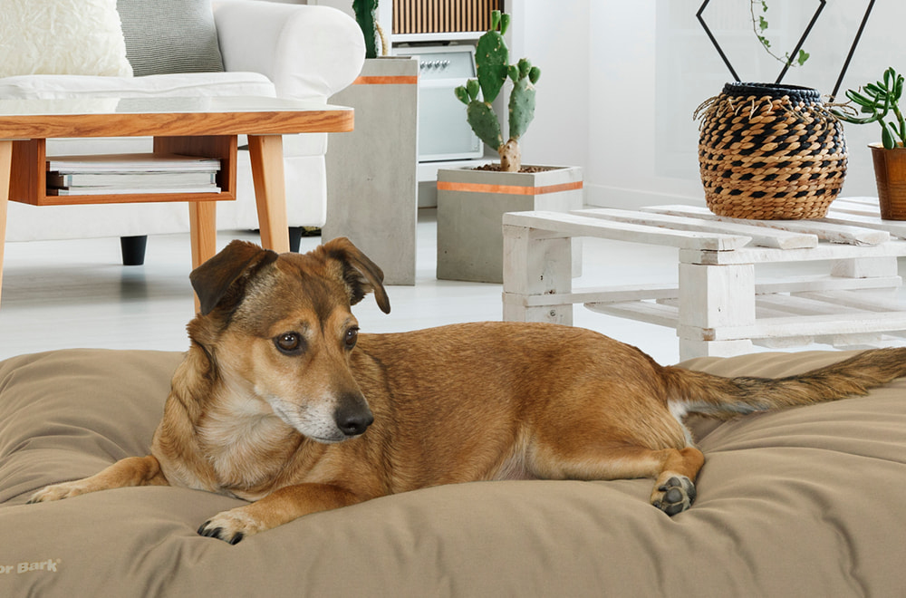 Dog on a soft & comfortable Doctor Bark Green Label dog cushion with cosy lying surface