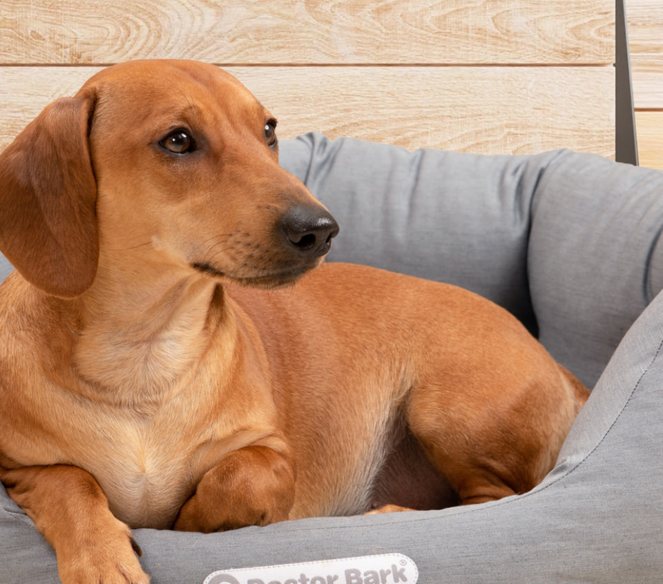 Perro en el nido ortopédico para perros Doctor Bark Red Label con borde alto y cojín reversible de forro polar