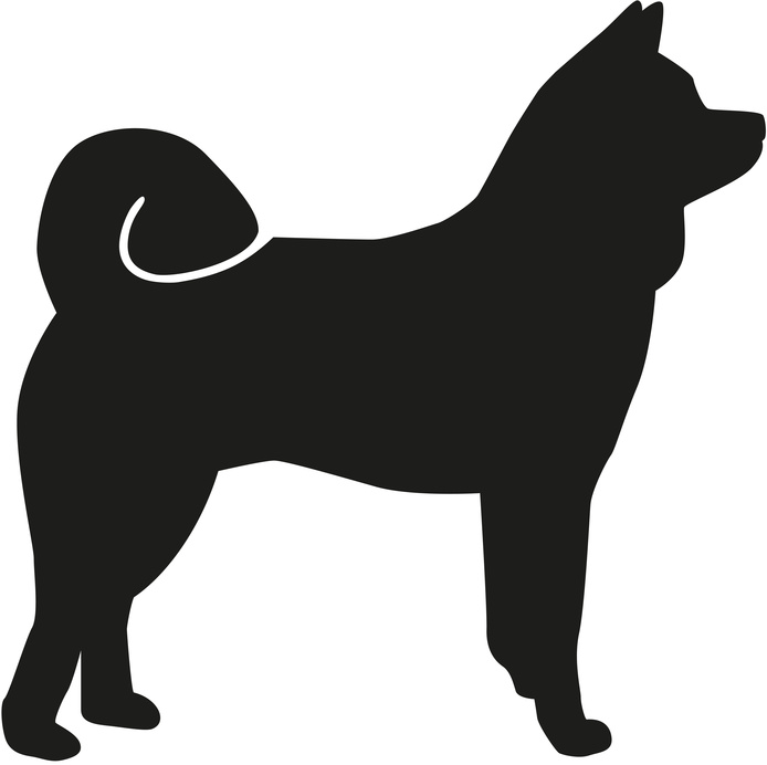 Rasseportrait - Akita