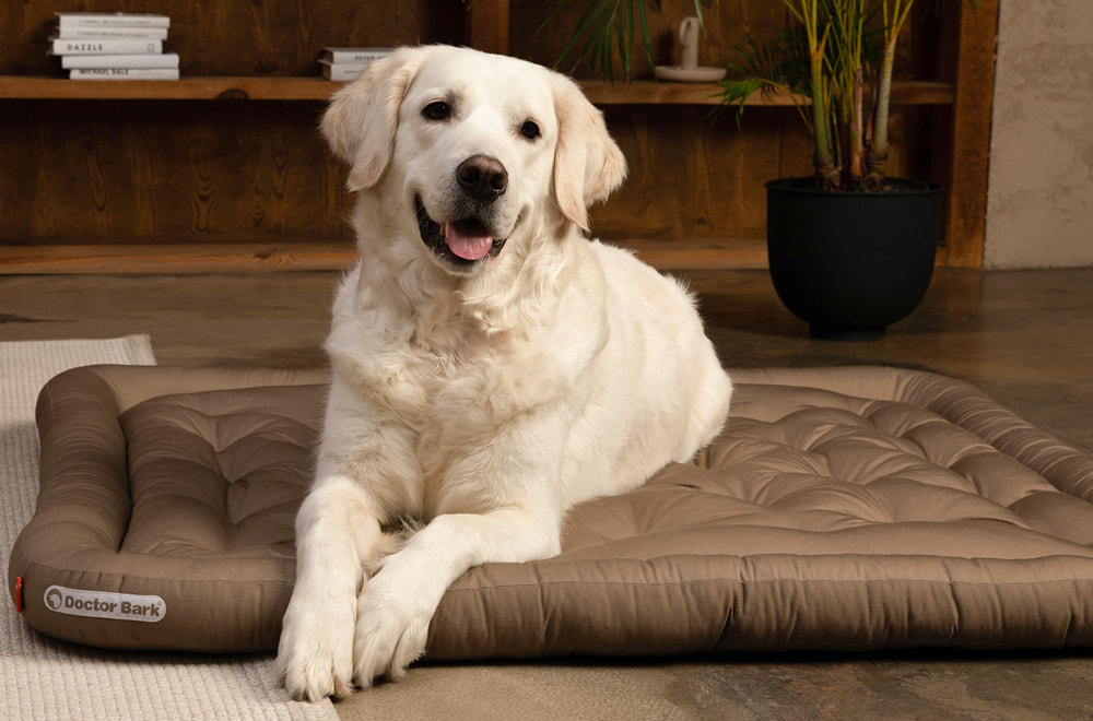 Hund auf orthopädischem Doctor Bark Lounge-Kissen Red Label mit stützender Polsterung