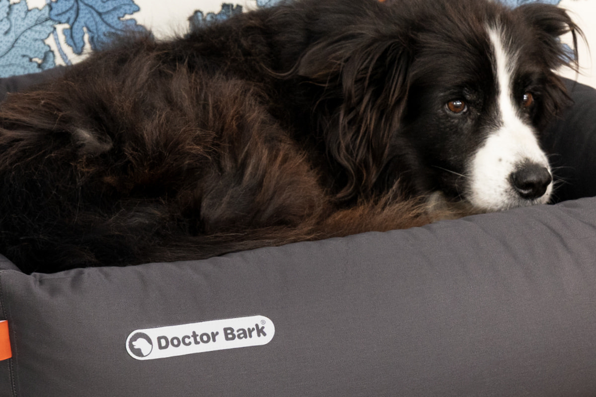 Doctor Bark lit orthopédique pour chien rectangulaire gris – chien noir et blanc couché en boule dans le lit à bords hauts