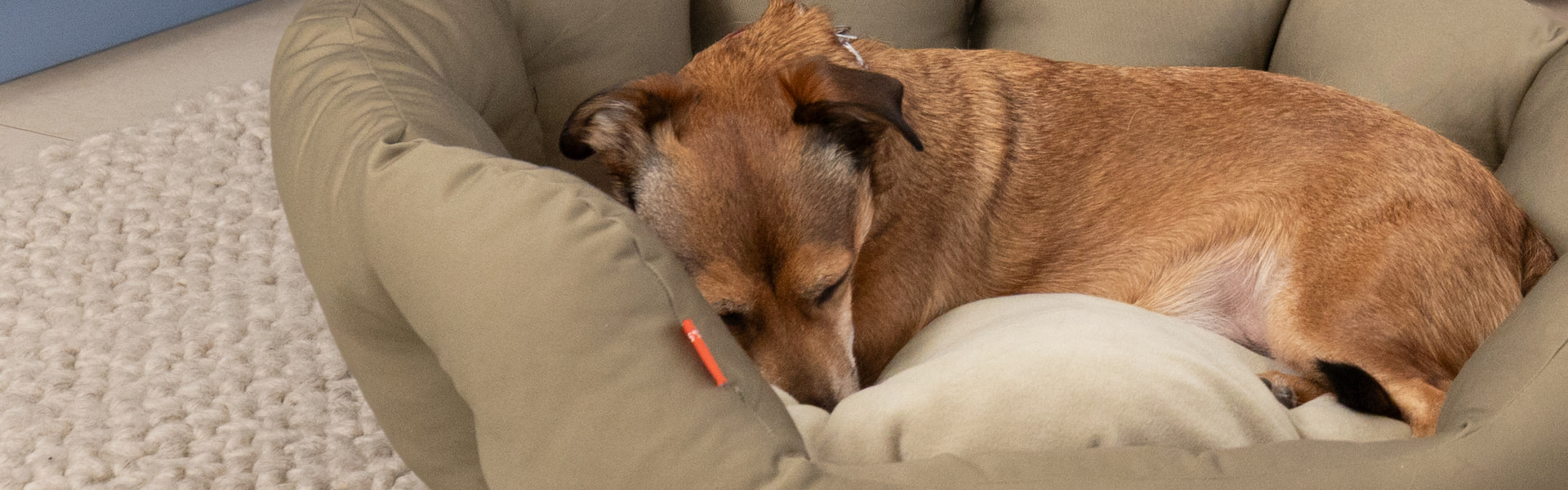 Doctor Bark nid orthopédique rond pour chien brun doré – petit chien croisé endormi en boule sur le coussin réversible en polaire