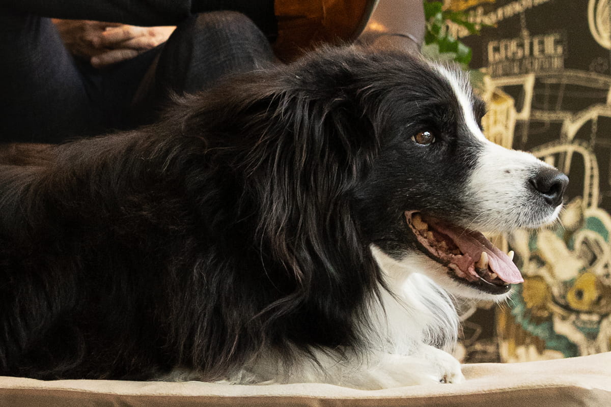 Hund auf orthopädischer Doctor Bark Hundematratze Red Label mit weicher Fleece-Liegefläche