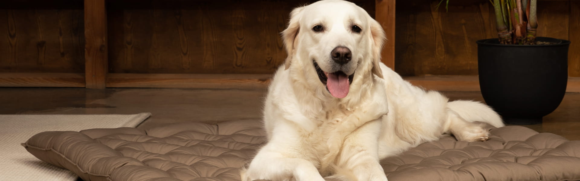 Chien sur un coussin Country orthopédique Doctor Bark Red Label avec surface de couchage plate et de soutien