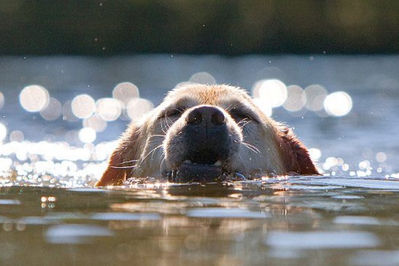 Mit dem Hund baden!